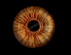 Dijital Göz Fotoğrafları