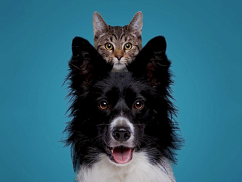 pet iris fotoğraf çekimi